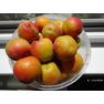 Абрикос "Фелпс"