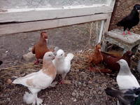 VFL.RU - ваш фотохостинг