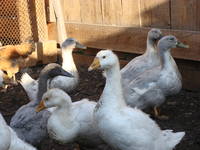 Изображение 272