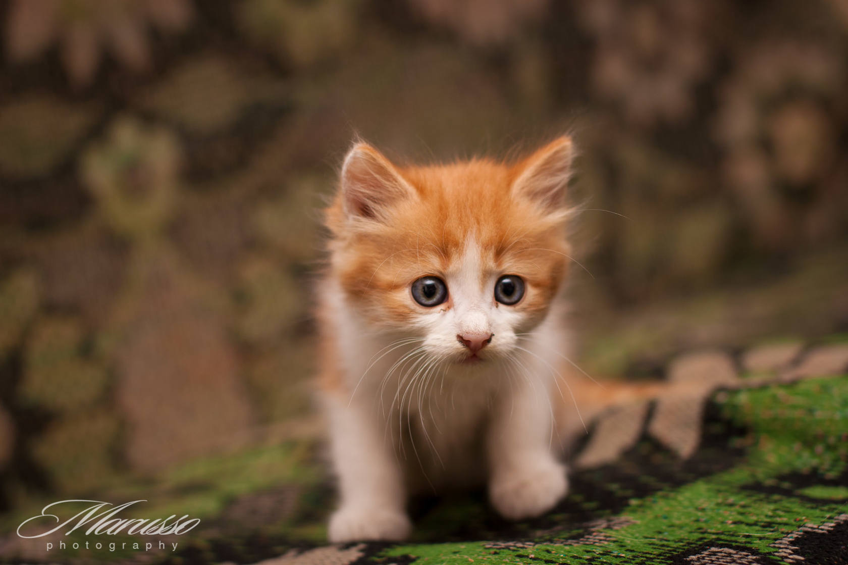 котята чапаевка (11)