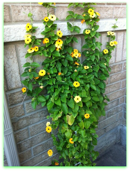 photo (11)