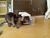 VFL.RU - ваш фотохостинг