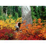 nature 586