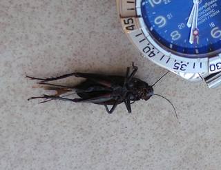 кукарача - копия