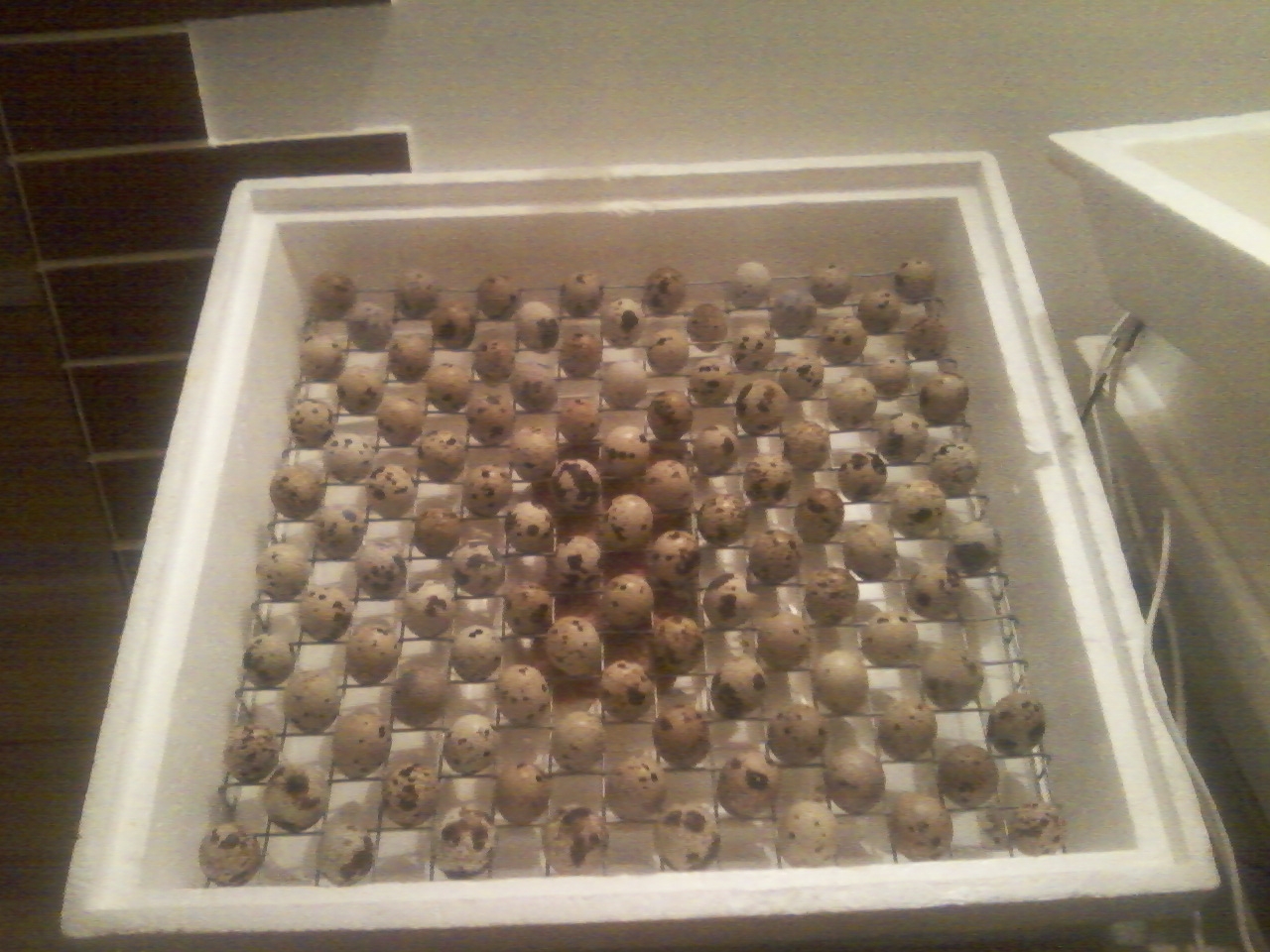 сетка для инкубатора для перепелов. инкубатор для перепелиных яиц. инкубатор для перепелов. инкубатор для перепелов. инкубационное решетка для перепелов на инкубатор золушка 98 яиц.