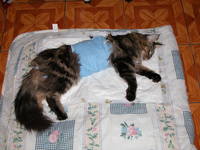 VFL.RU - ваш фотохостинг