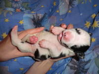 VFL.RU - ваш фотохостинг