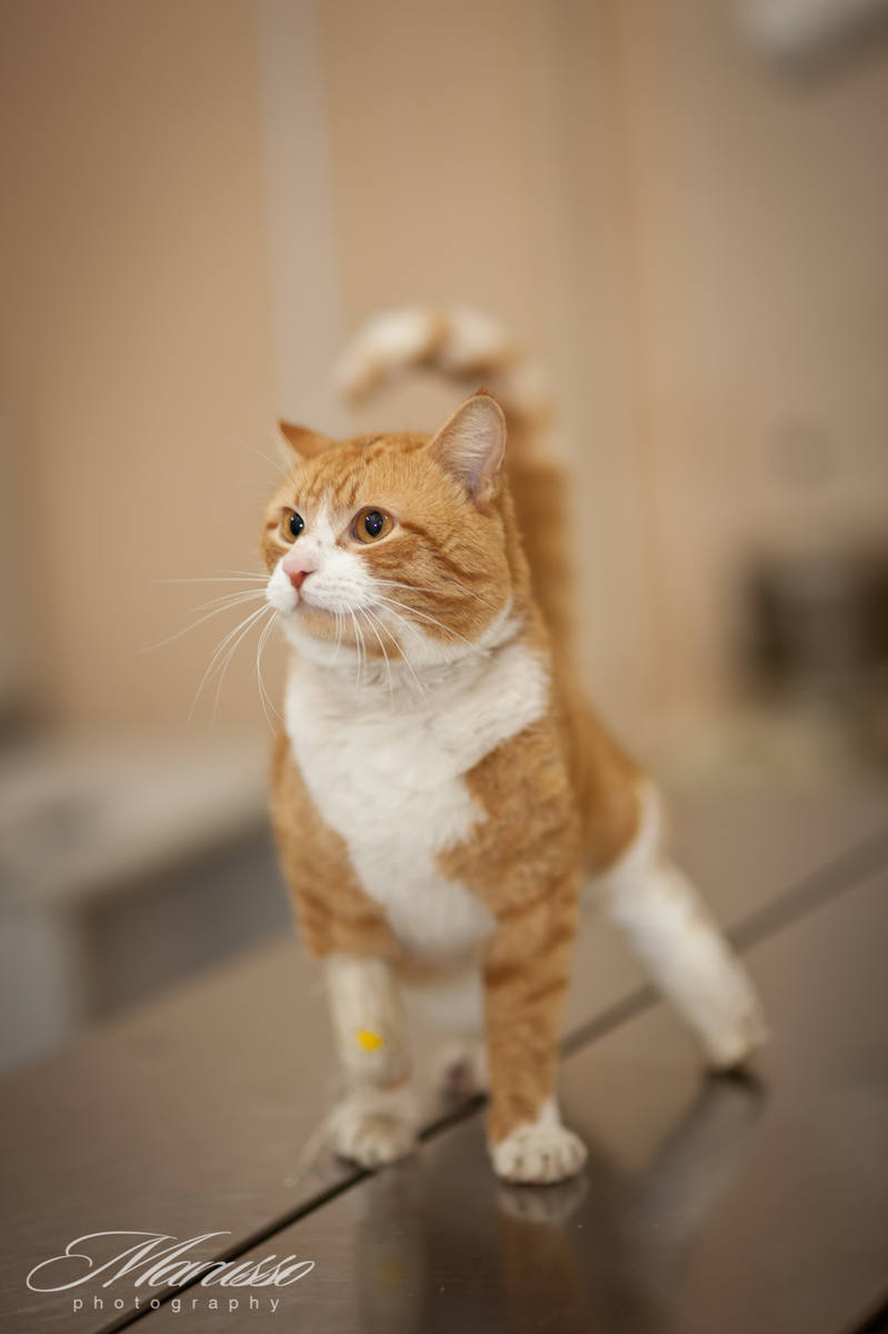кот счастливчик (1)