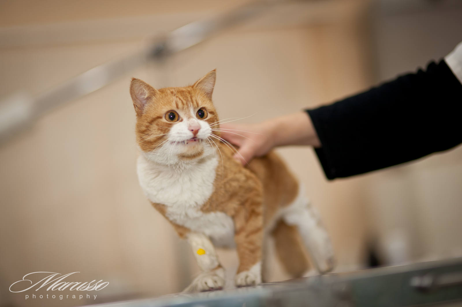 кот счастливчик (3)