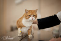 кот счастливчик (6)