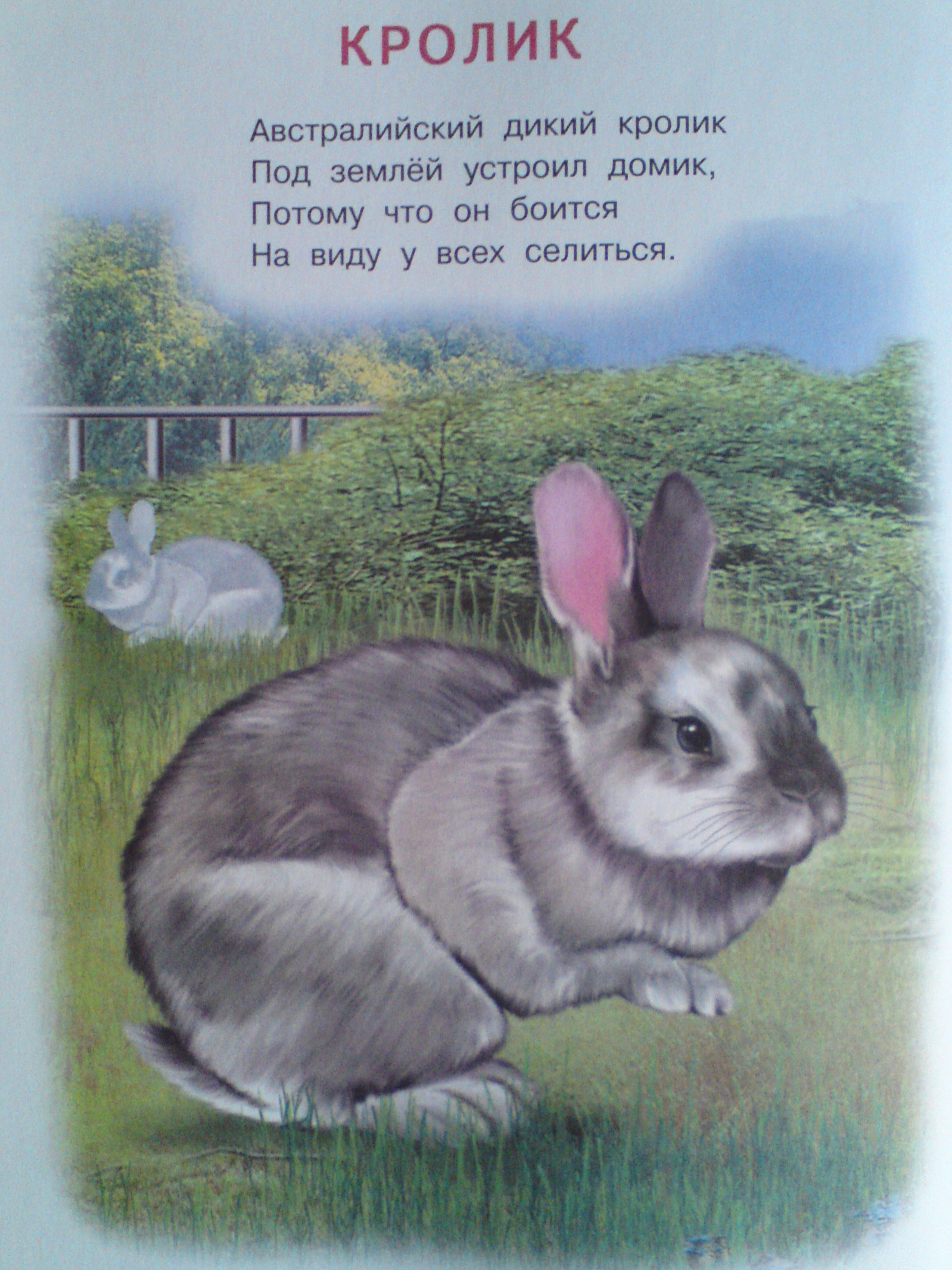 Кролик ребенку 4 лет. Стих про кролика. Стих про кролика для детей. Детский стих про кролика. Детские стихи про кролика.