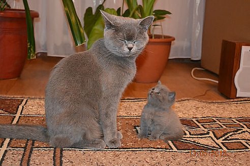 getImage