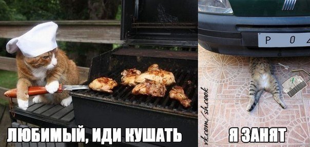 котемех