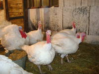 VFL.RU - ваш фотохостинг