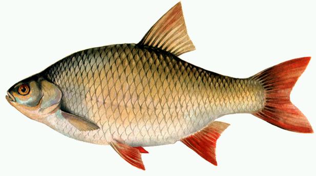 krasnoper