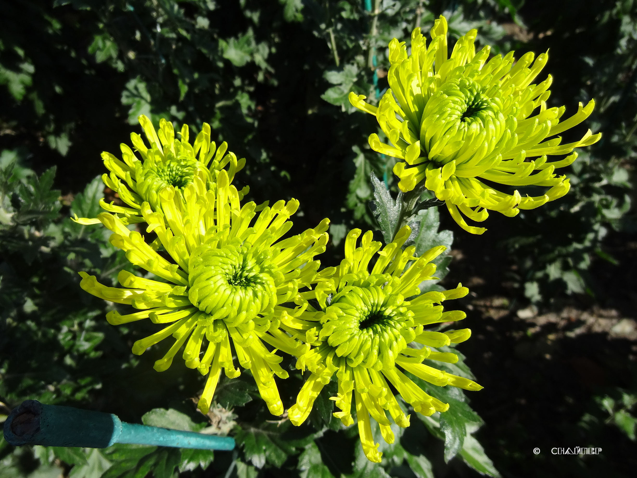 Хризантемы, Никитский Ботанический сад