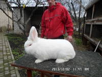 VFL.RU - ваш фотохостинг