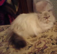 VFL.RU - ваш фотохостинг