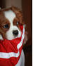 getImage (1)