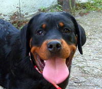 VFL.RU - ваш фотохостинг