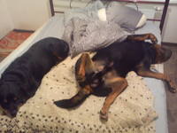 VFL.RU - ваш фотохостинг