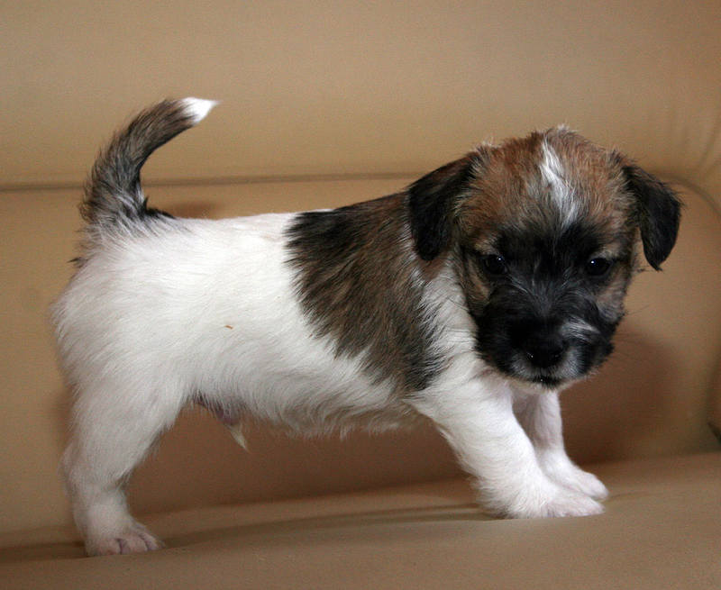 trophy-male-1