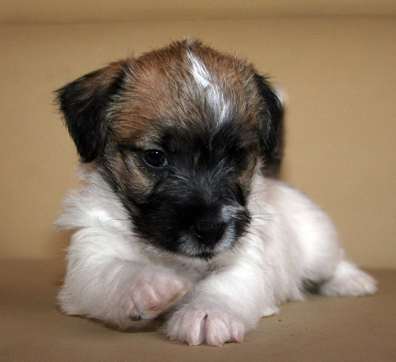 trophy-male-5