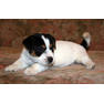 bill-male2-4
