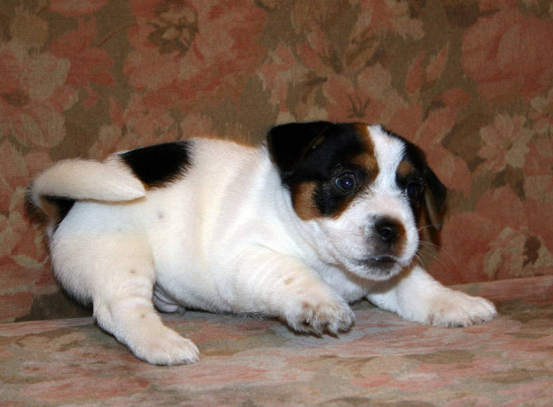 bill-male2-5