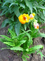 Изображение 244