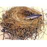 empty nest