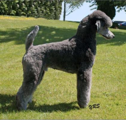 AmCan Ch Intrigues’s Finnegan stay Delphinium Stand Poodles