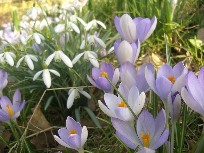 Snowdrops and krokus