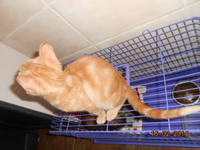 Малышка Кэт 081