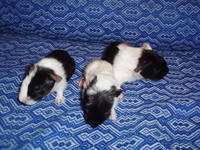 VFL.RU - ваш фотохостинг