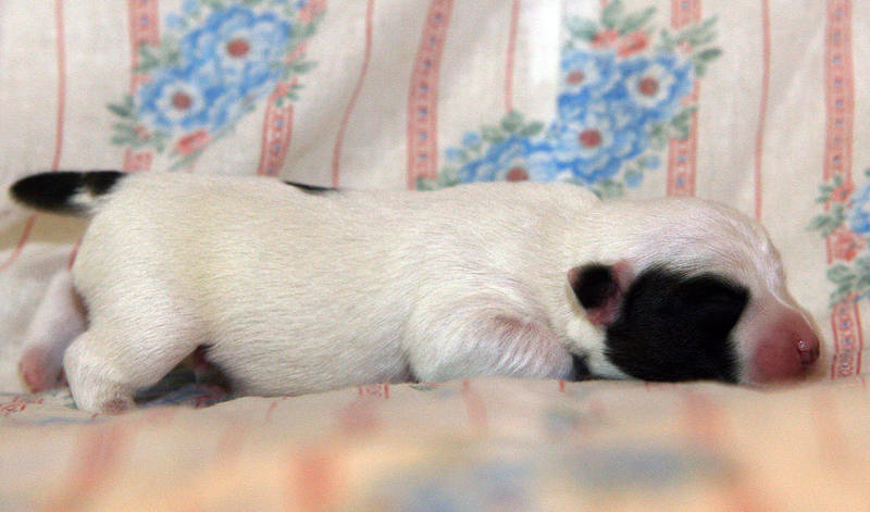 abiba-male2-3