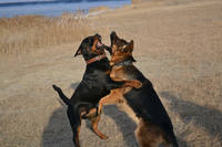 getImage (12)