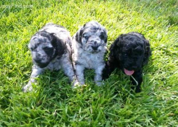 Merle pups PetFind