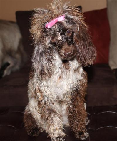 brown merle Perfect Peks kennel