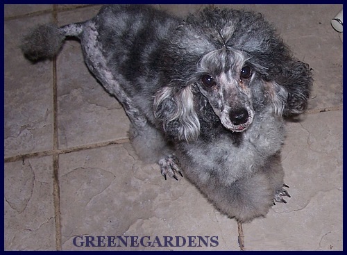 blue merle Green Garden kennel