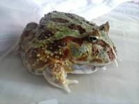 VFL.RU - ваш фотохостинг