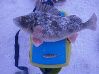 VFL.RU - ваш фотохостинг