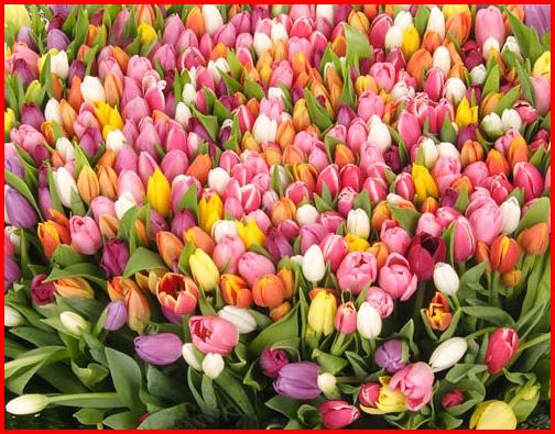 otkrytka-s-dnem-rozhdeniya-tete