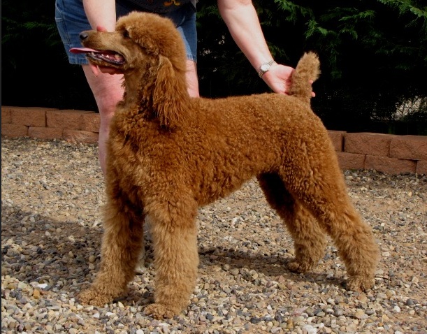 Red w podpal Sheroc Standard Poodles
