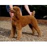 Red w podpal Sheroc Standard Poodles