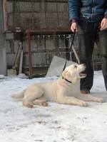 Турим кобель2