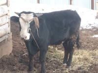 VFL.RU - ваш фотохостинг