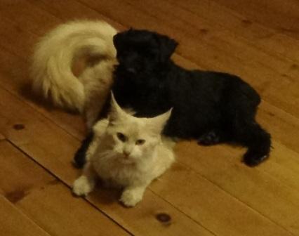 таффи с джесси