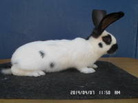 VFL.RU - ваш фотохостинг