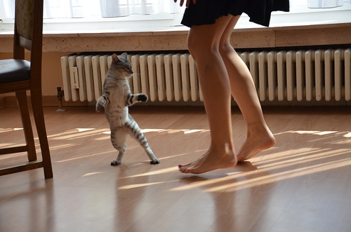Танцы с кошкой